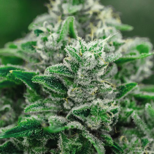 Pound of Weed: Bulk Hemp Flower Shipped Nationwide
