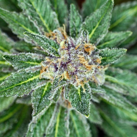 Cannabis Genotypes and Phenotypes: What’s the Difference?