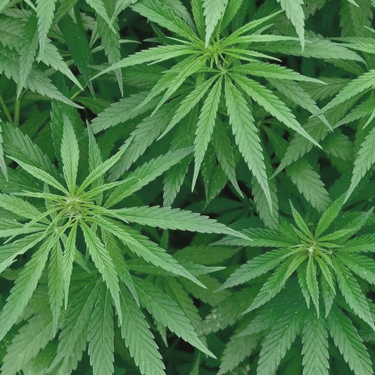 What Is the First Generation of Cannabis? Understanding F1 Hybrids