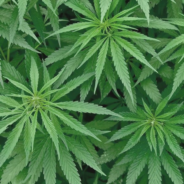 What Is the First Generation of Cannabis? Understanding F1 Hybrids